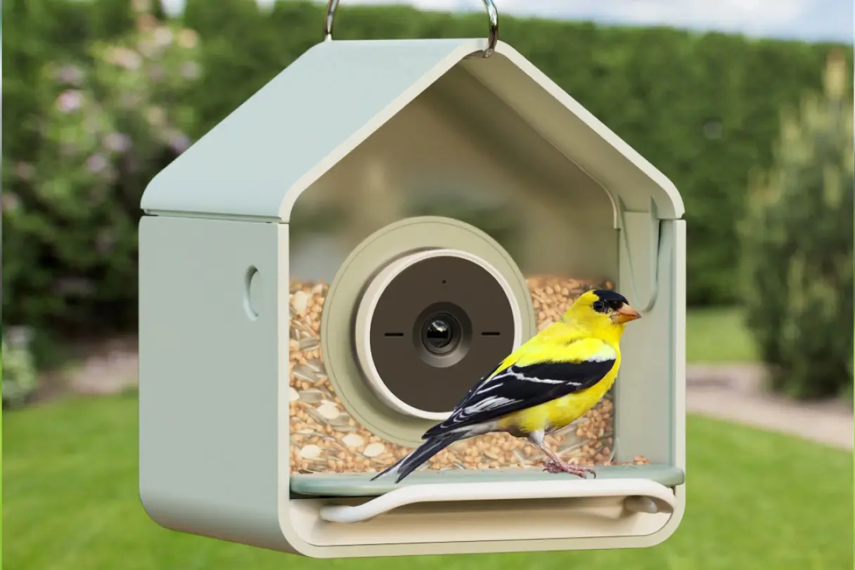 Birdbuddy Nook: Stânca de hrănire inteligentă la preț accesibil